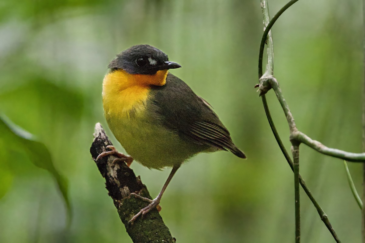 Yellow-breasted Forest Robin - ML640478540