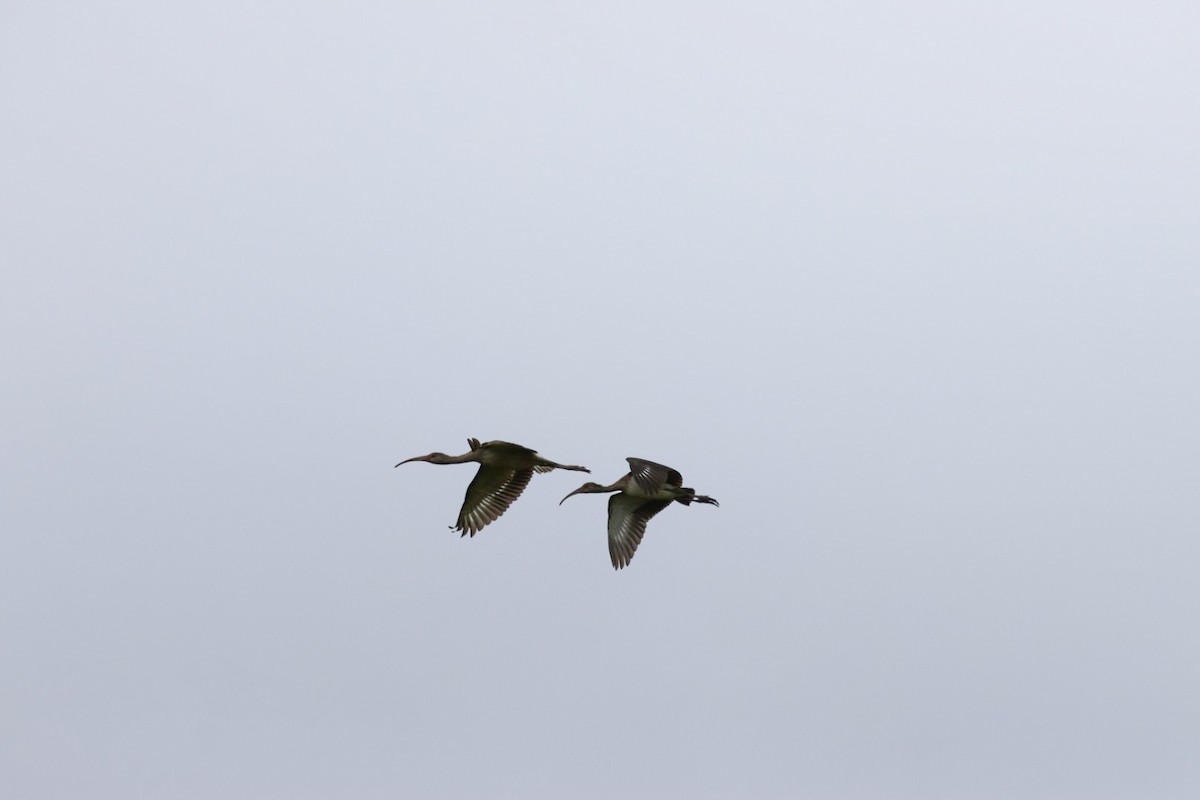 White Ibis - ML640478639