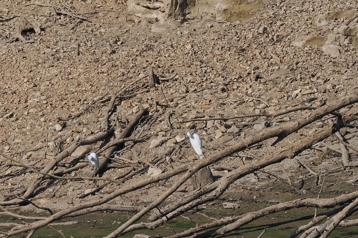 Garceta Azul - ML640478674