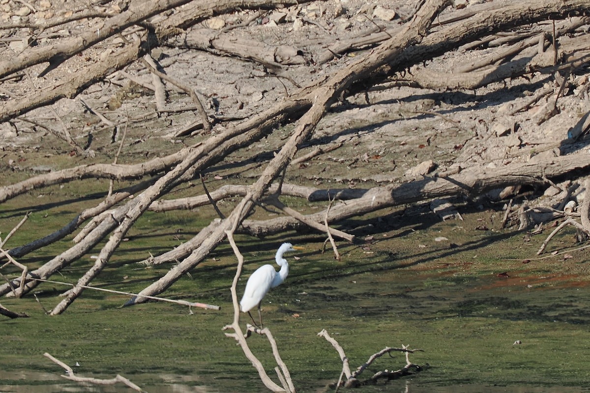 Garceta Grande - ML640478692