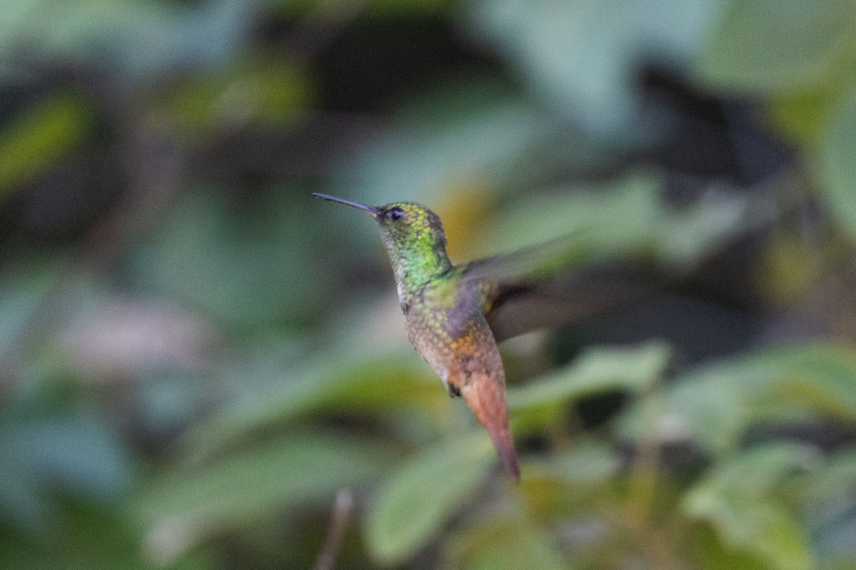 Copper-tailed Hummingbird - ML640478729