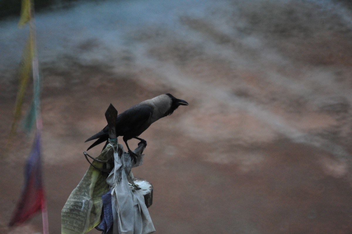 House Crow - ML640478745