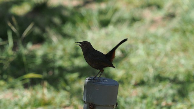 Indian Robin - ML640478817