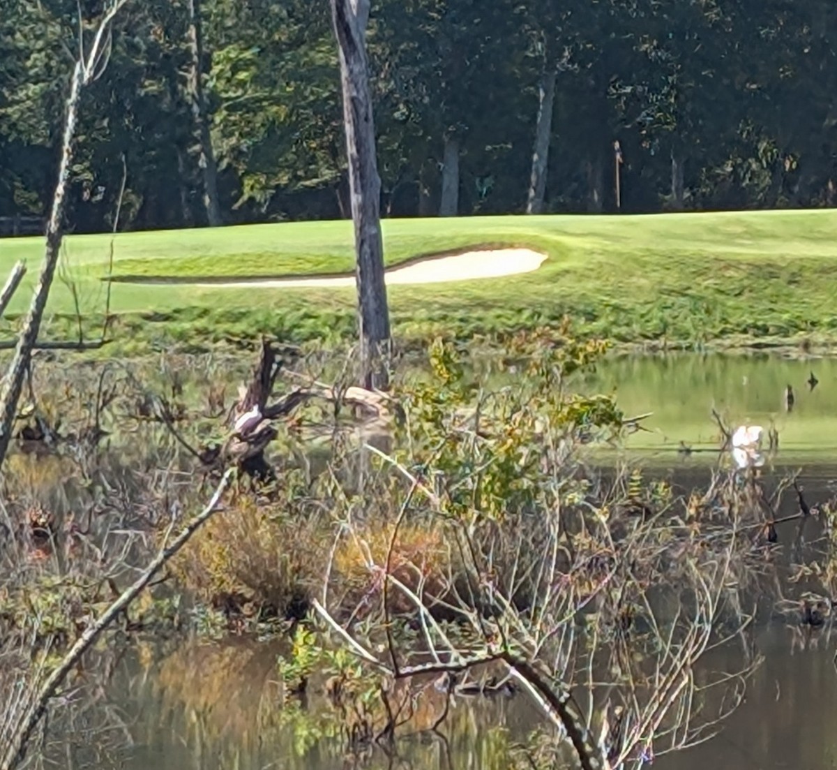 Roseate Spoonbill - ML640478899