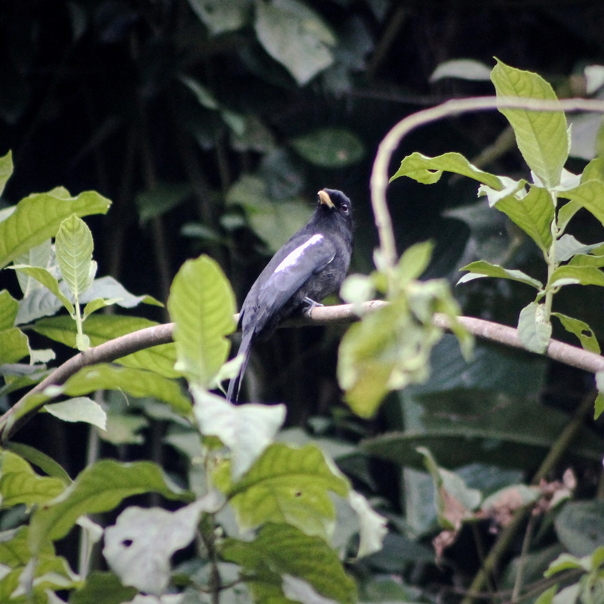 Yellow-billed Nunbird - ML640479008
