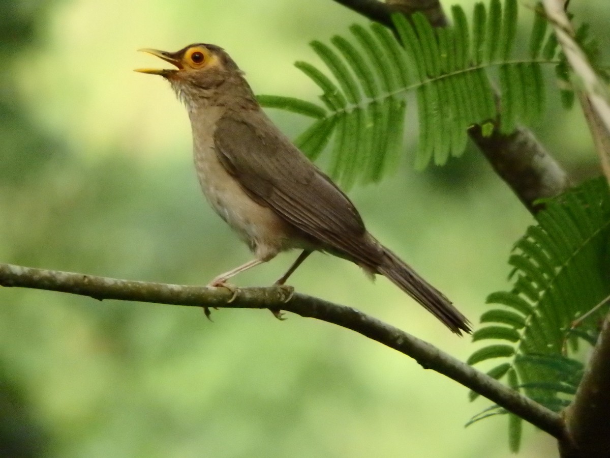 Spectacled Thrush - ML640479032