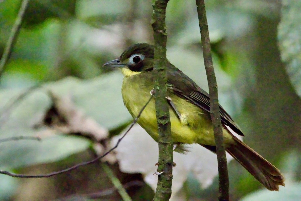 Red-tailed Bristlebill - ML640479061