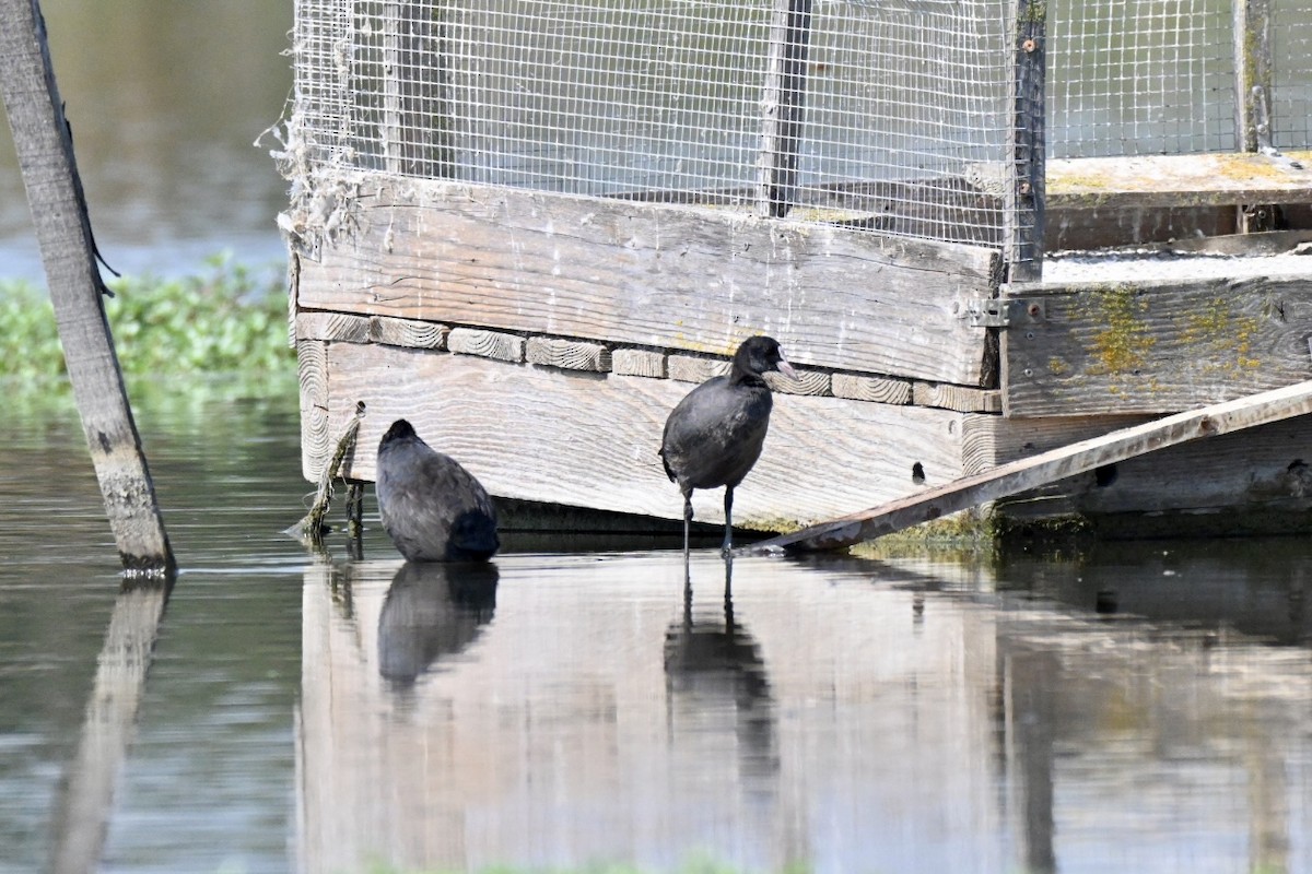 Eurasian Coot - ML640479084