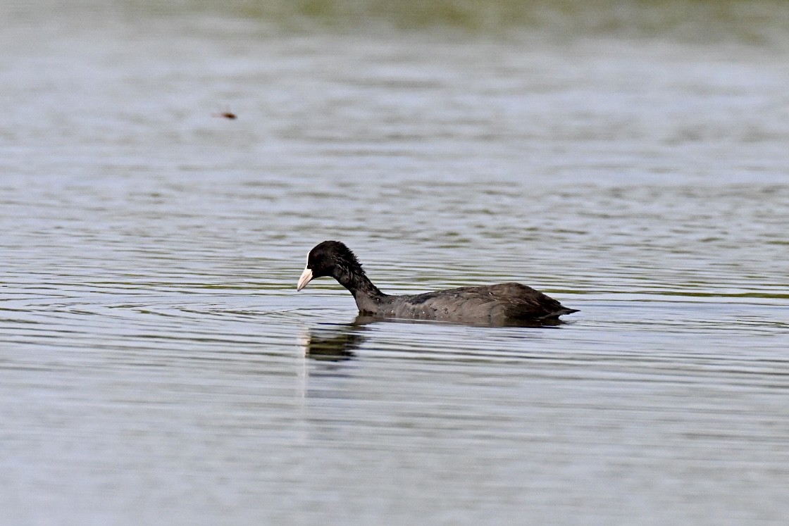 Eurasian Coot - ML640479085