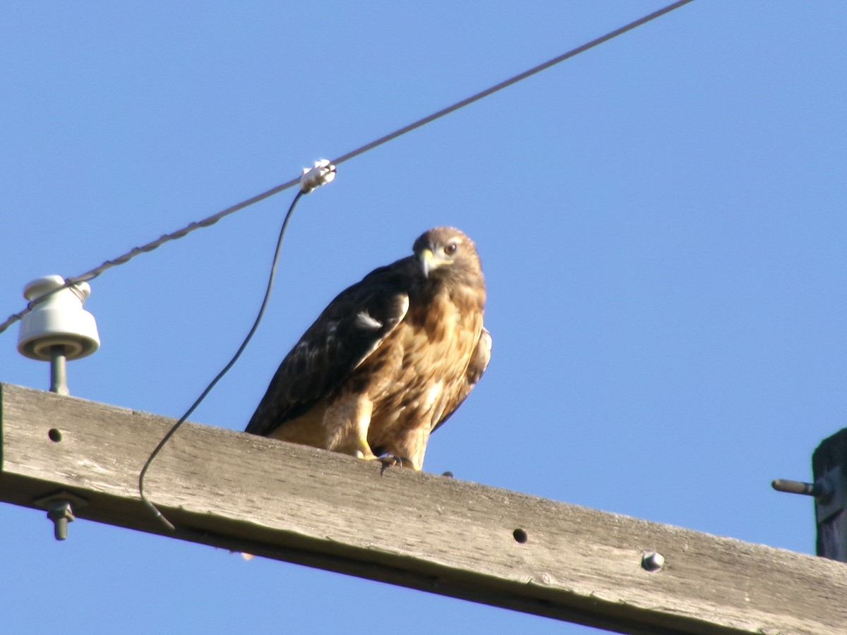 káně rudochvostá - ML640479190