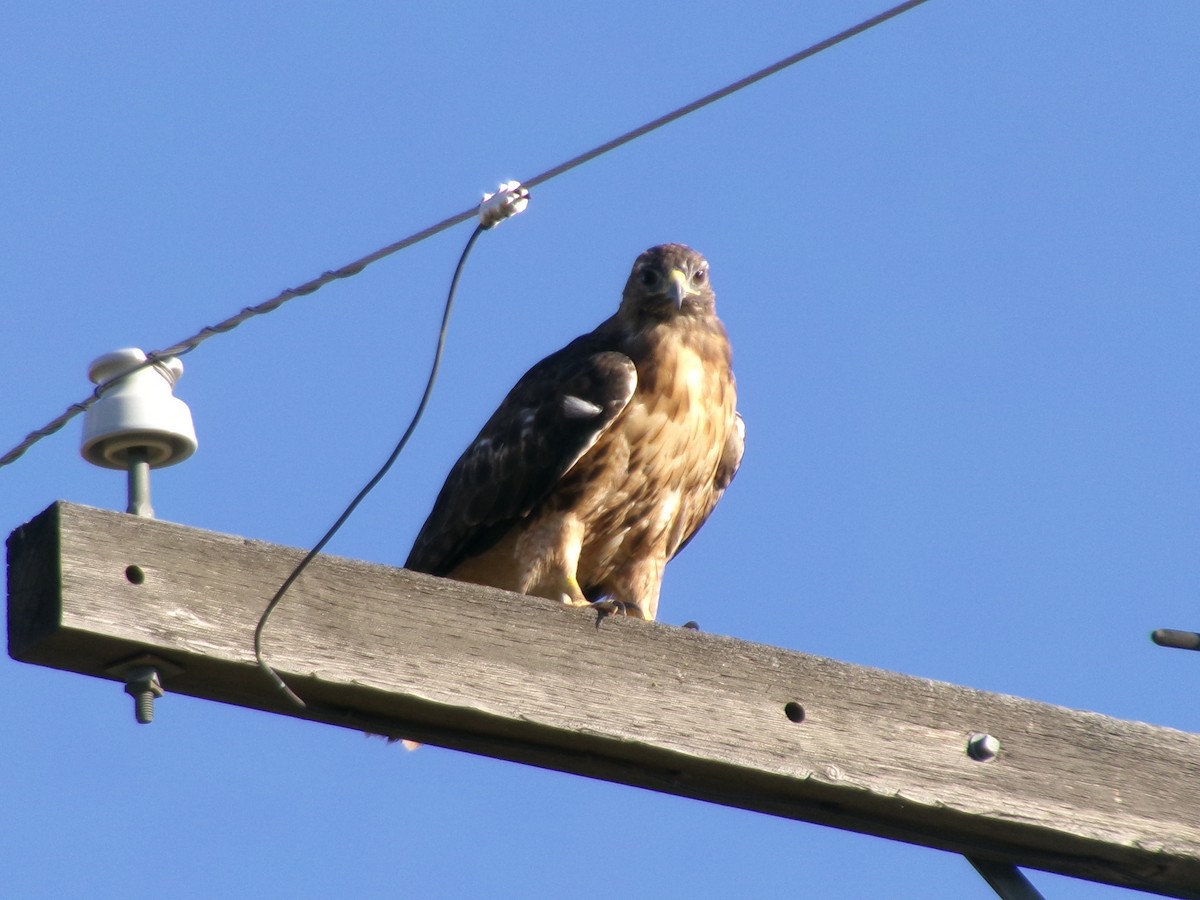 káně rudochvostá - ML640479194