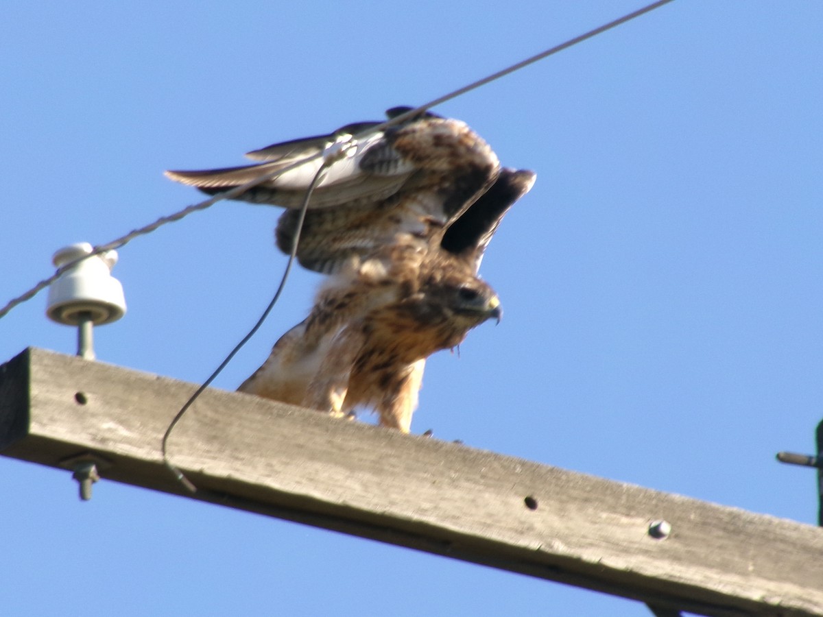 káně rudochvostá - ML640479195