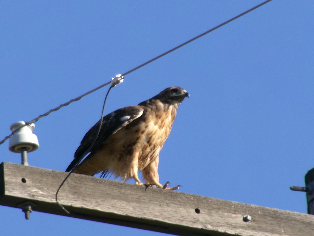 káně rudochvostá - ML640479202