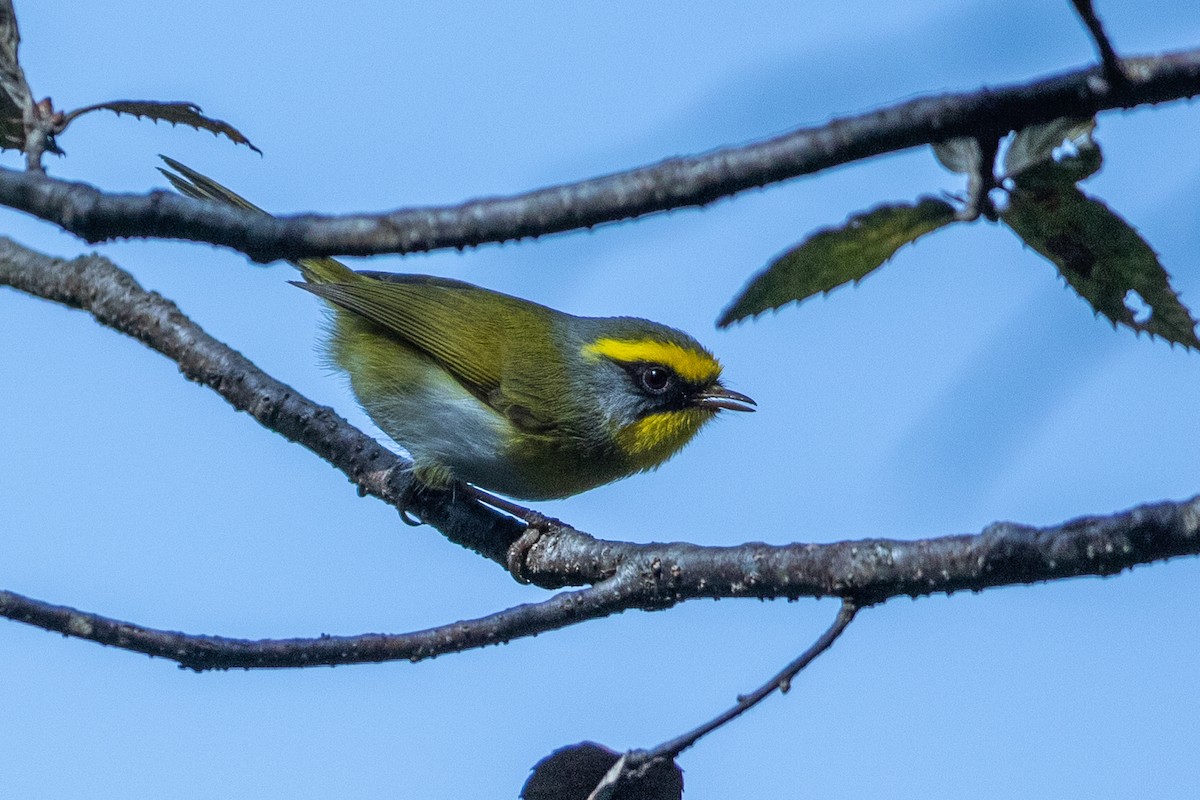 Black-faced Warbler - ML640479214