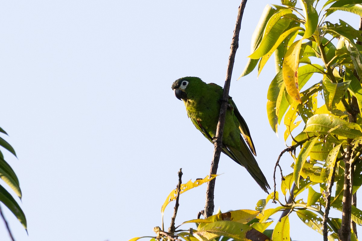 Red-shouldered Macaw - ML640479326