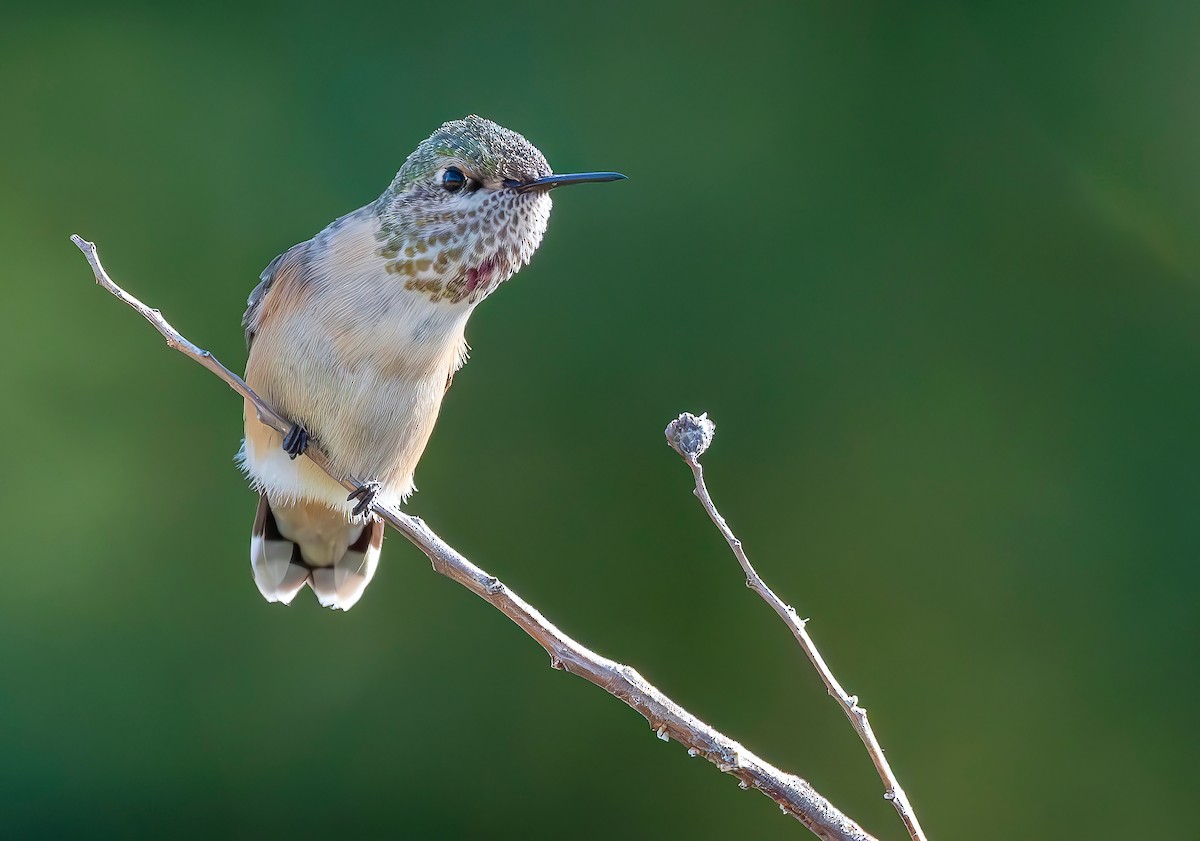 Calliope Hummingbird - ML640479363