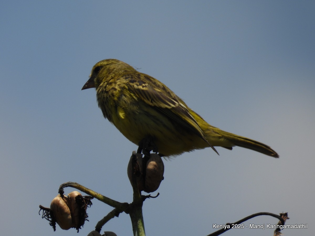 African Citril - ML640479376