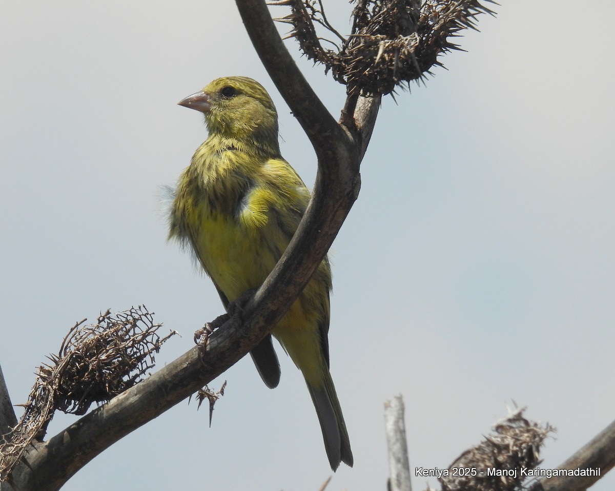 African Citril - ML640479378