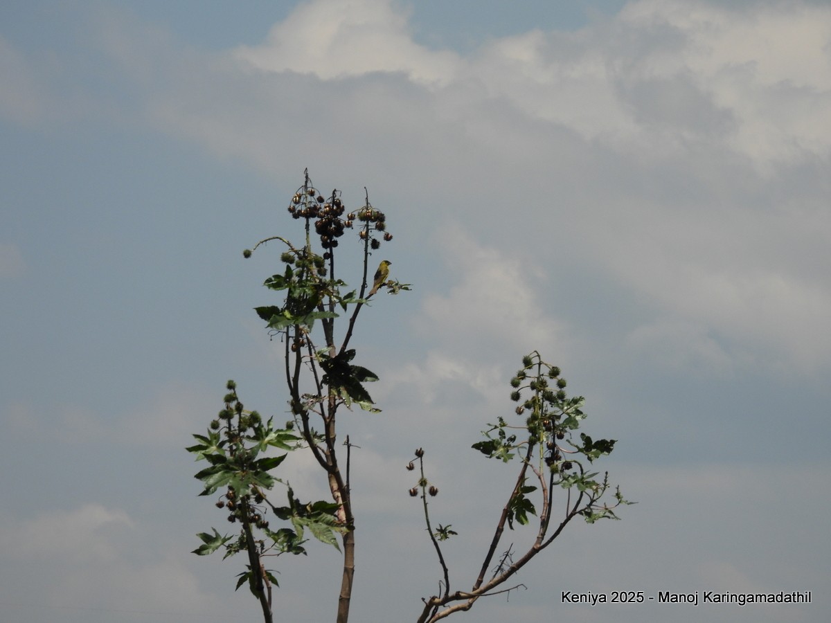 Yellow-crowned Canary - ML640479386