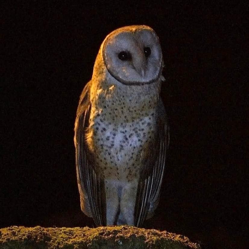 American Barn Owl - ML640479390