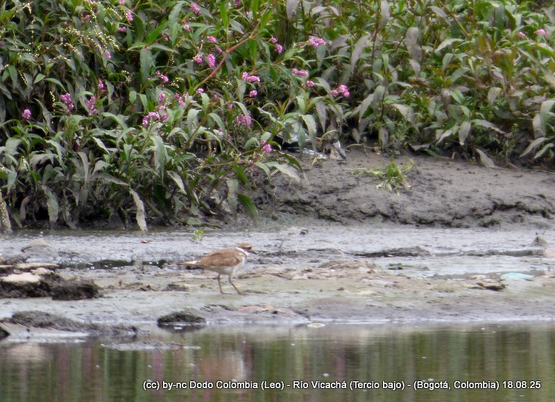 Killdeer - ML640479401