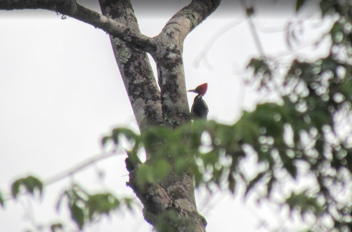 Lineated Woodpecker - ML640479406