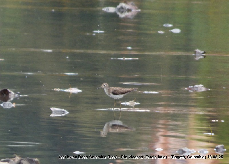 Solitary Sandpiper - ML640479408