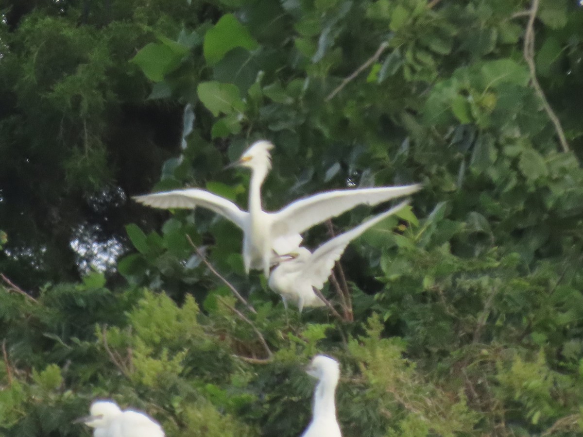 Snowy Egret - ML640479424
