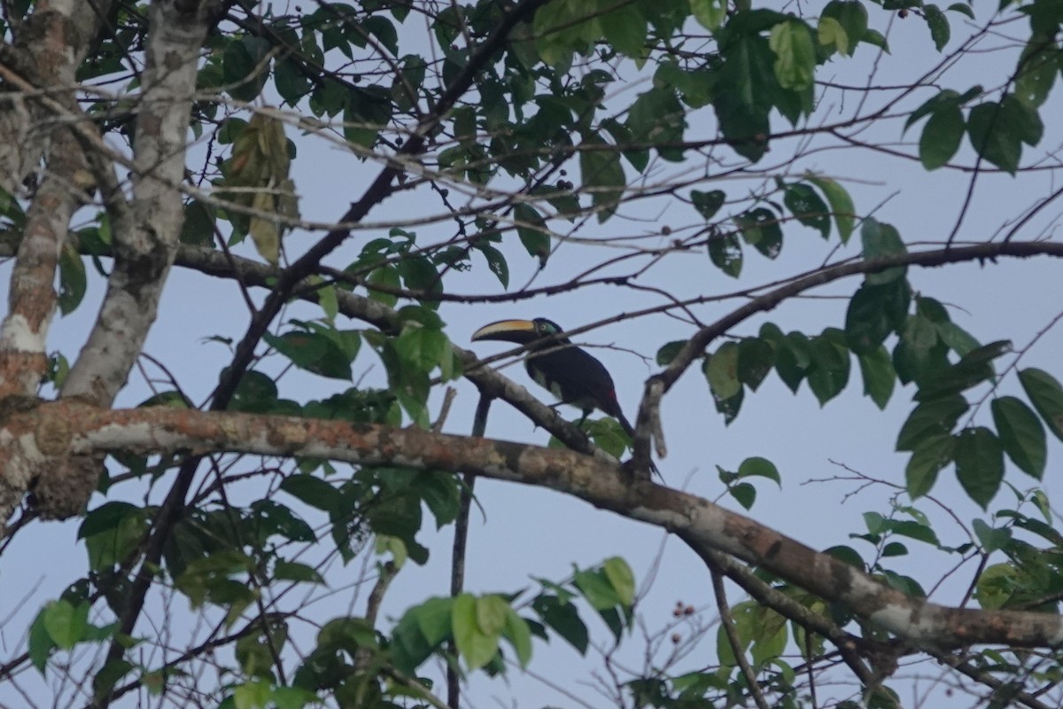 Many-banded Aracari - ML640479432