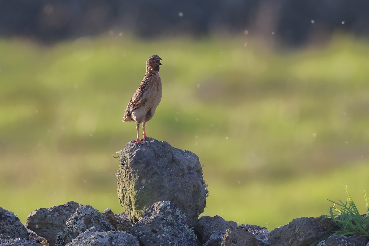 Common Quail - ML640479532
