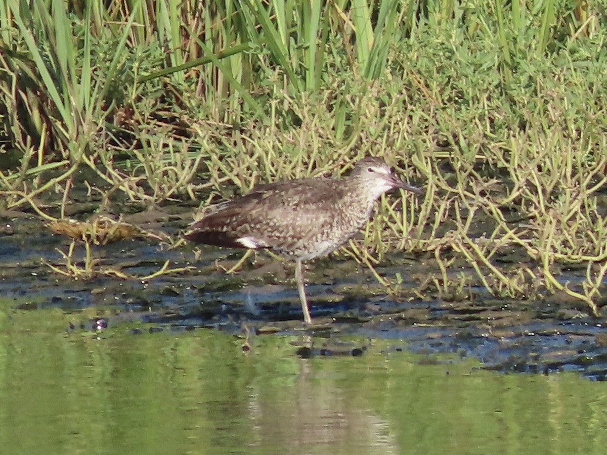 Willet (Eastern) - ML640479548
