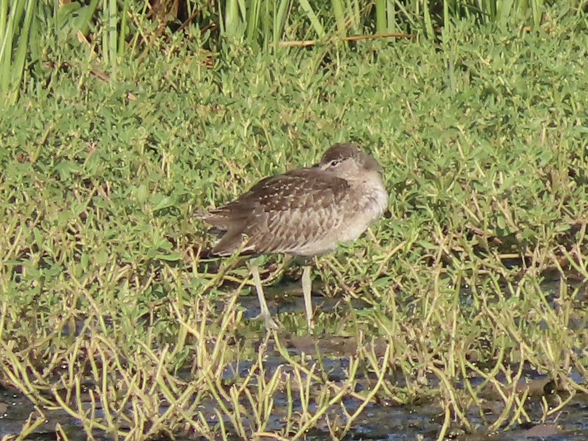 Willet (Eastern) - ML640479549