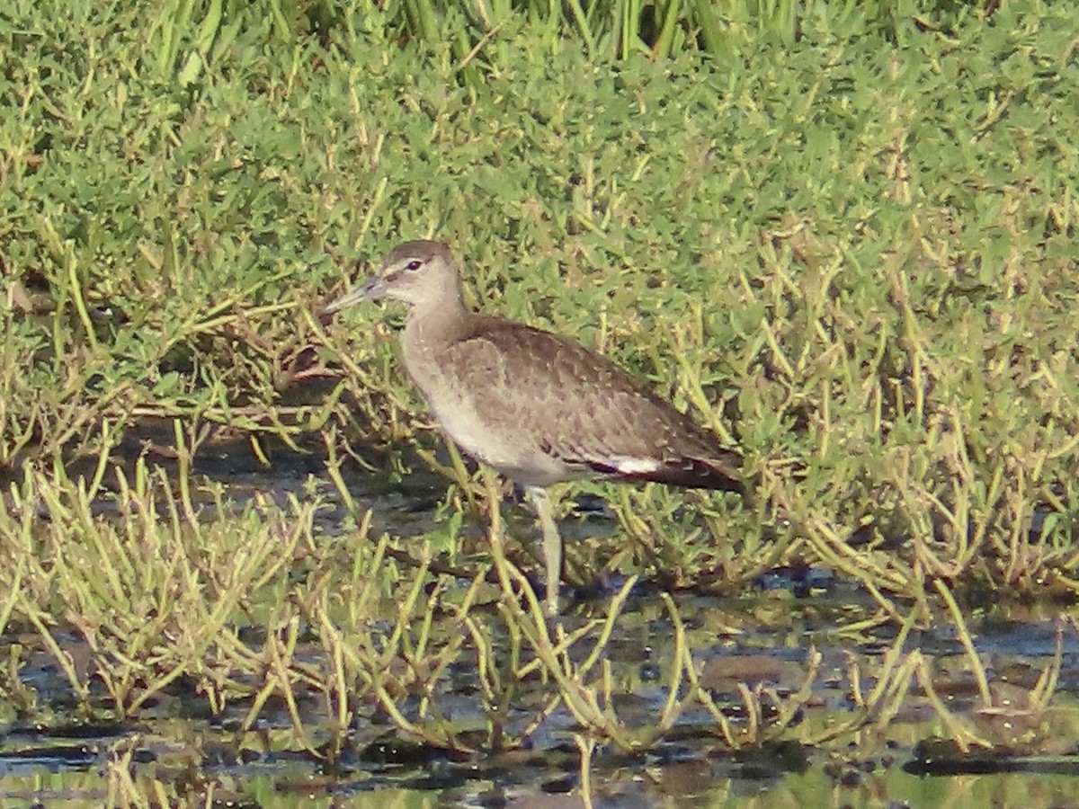 Willet (Eastern) - ML640479550