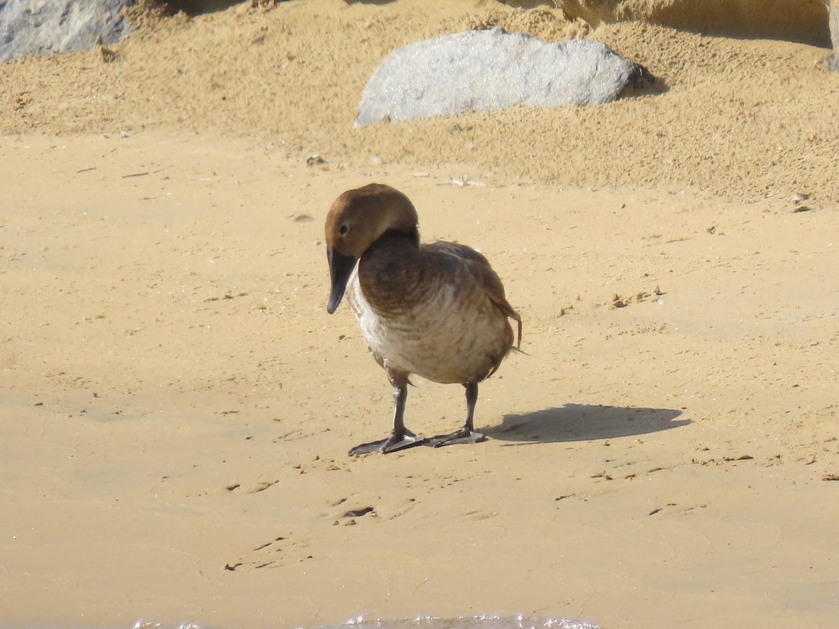 Canvasback - ML640479566