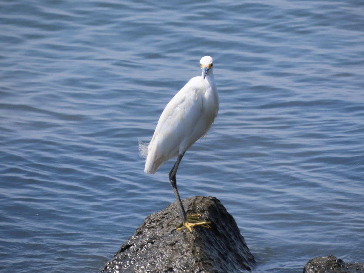 Snowy Egret - ML640479589