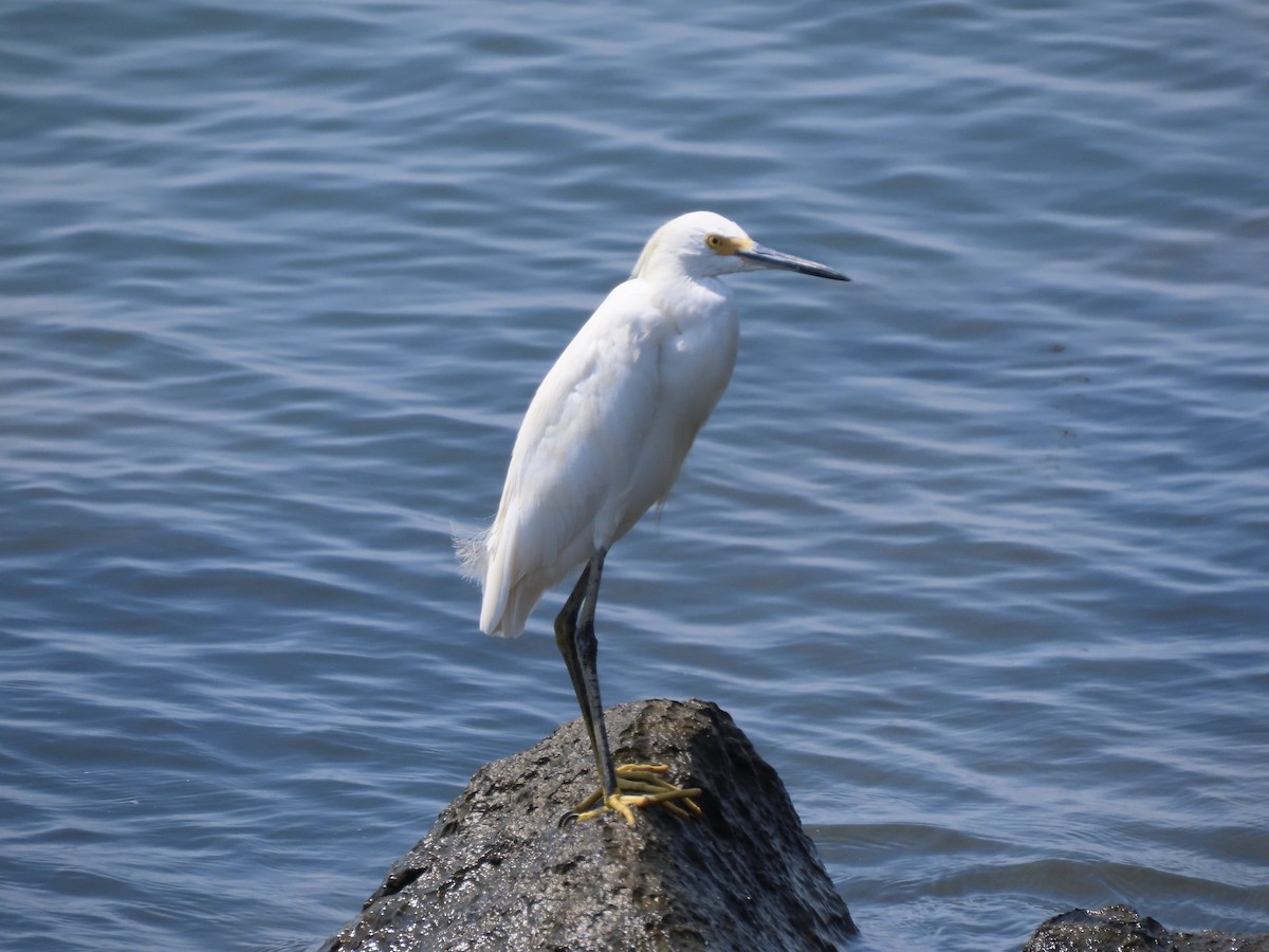 Snowy Egret - ML640479590