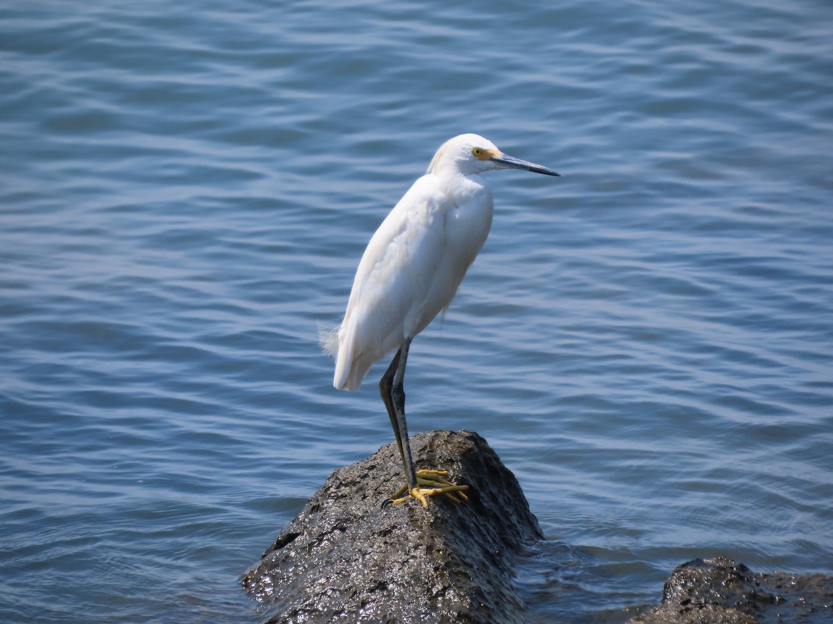 Snowy Egret - ML640479591