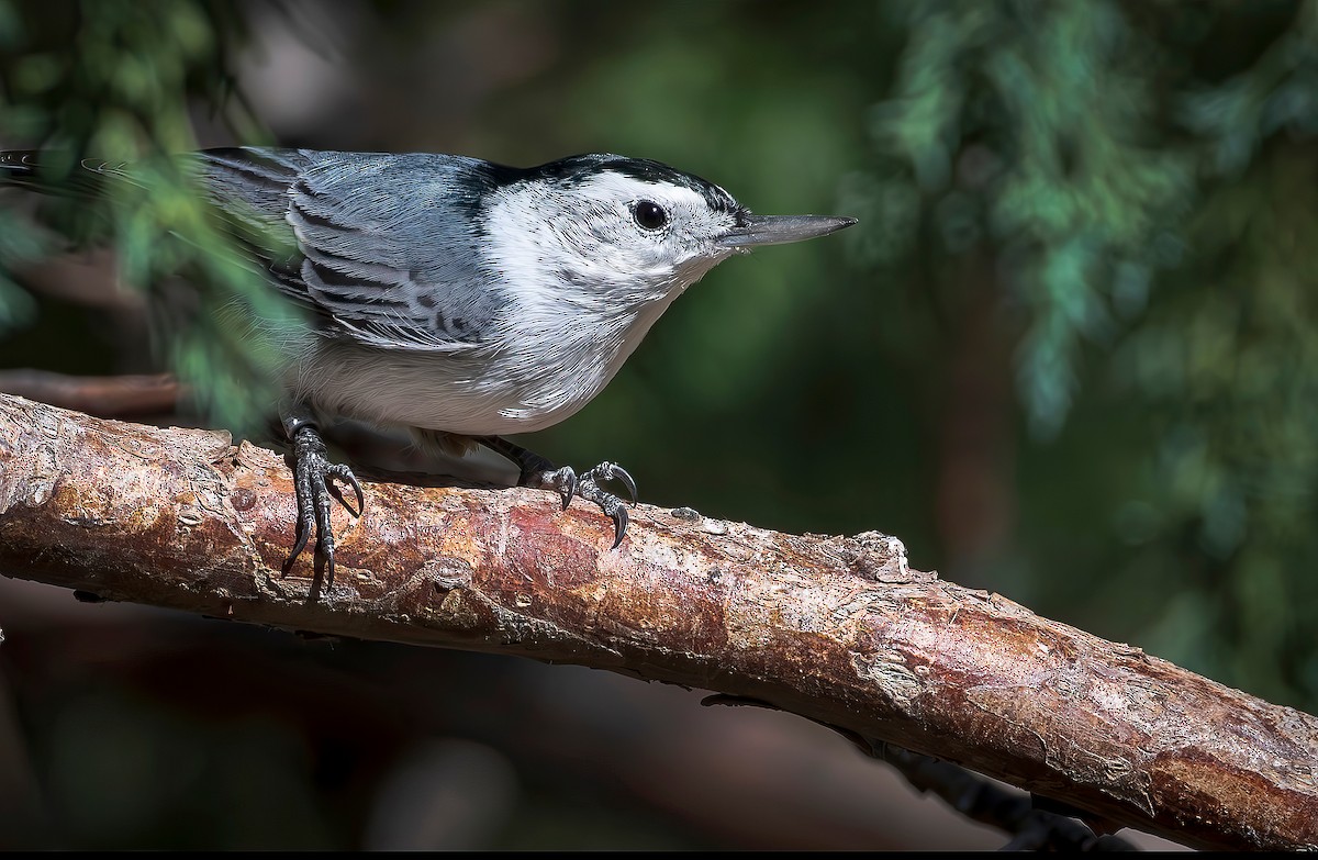 White-breasted Nuthatch - ML640479592