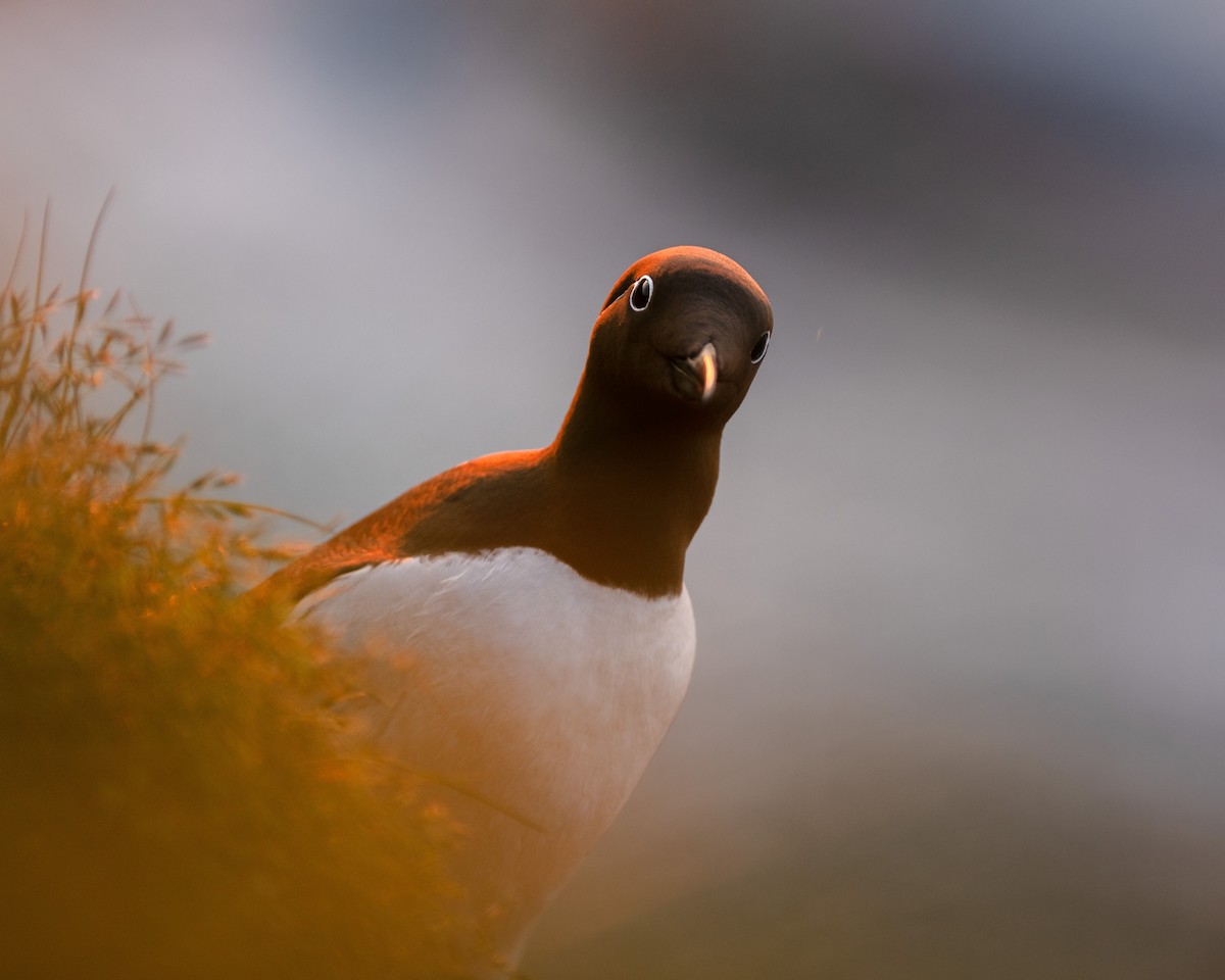 Common Murre - ML640479597