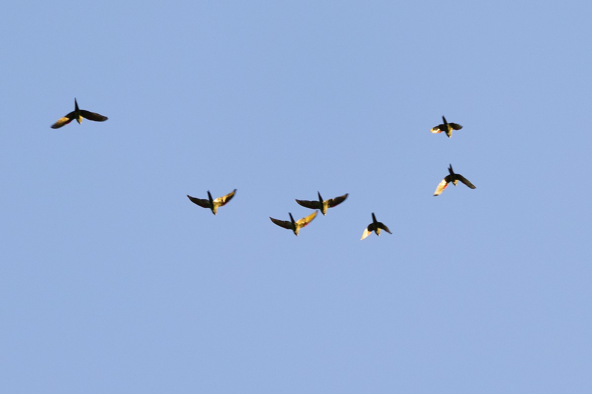 Red-shouldered Macaw - ML640479618