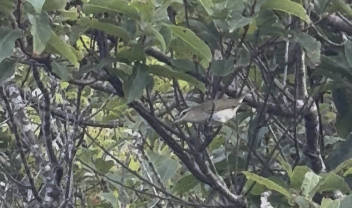 Red-eyed Vireo - ML640479626