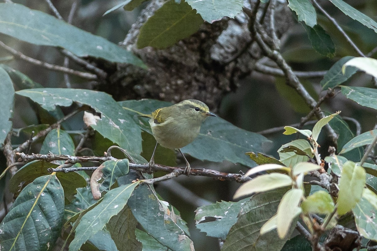 Buff-barred Warbler - ML640479627