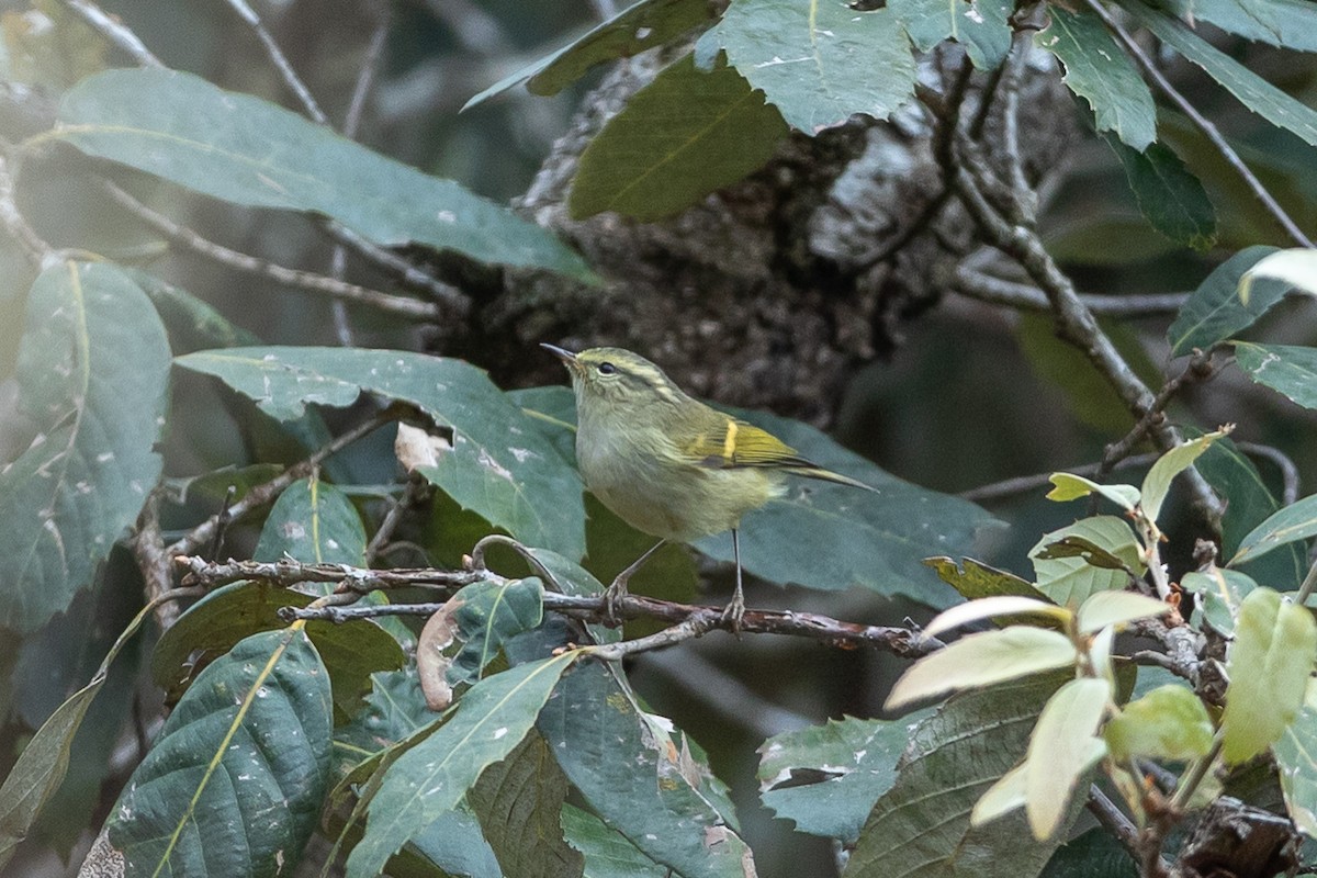 Buff-barred Warbler - ML640479628