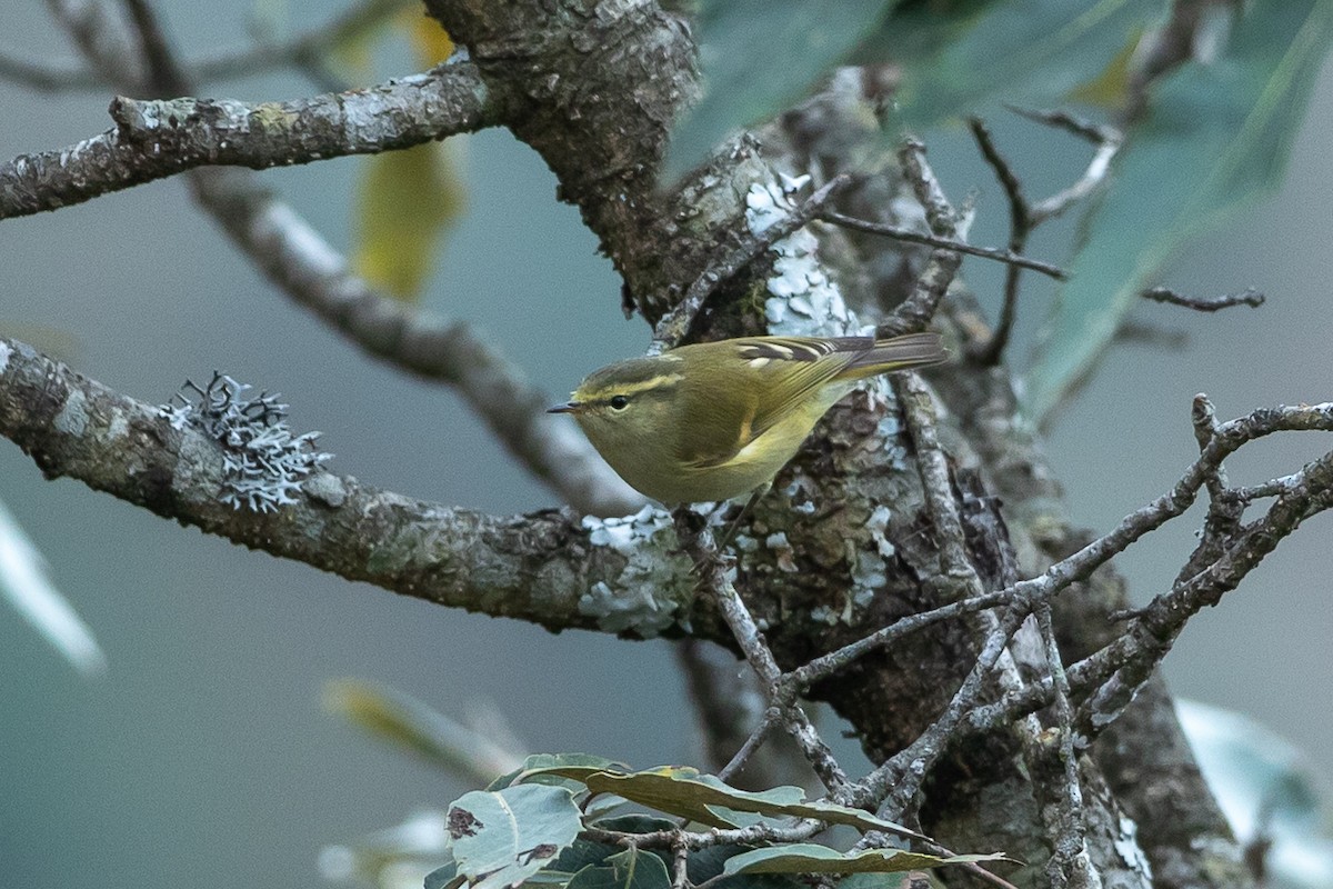 Buff-barred Warbler - ML640479632