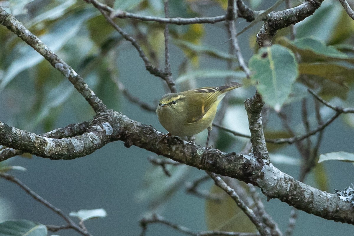 Buff-barred Warbler - ML640479633