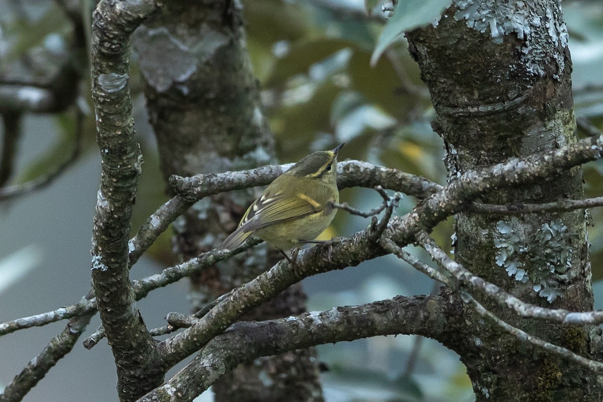 Buff-barred Warbler - ML640479634