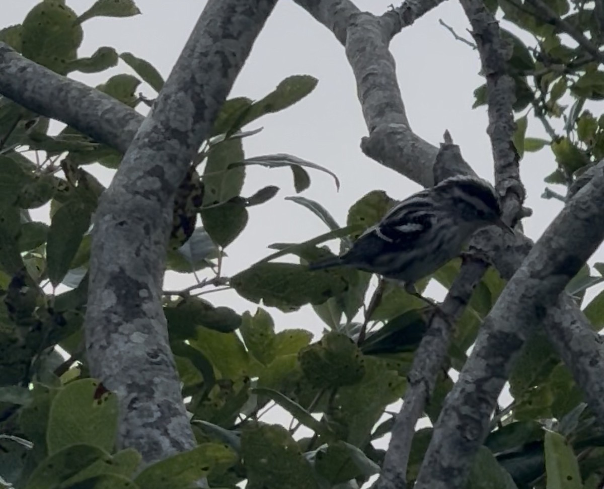 Black-and-white Warbler - ML640479636