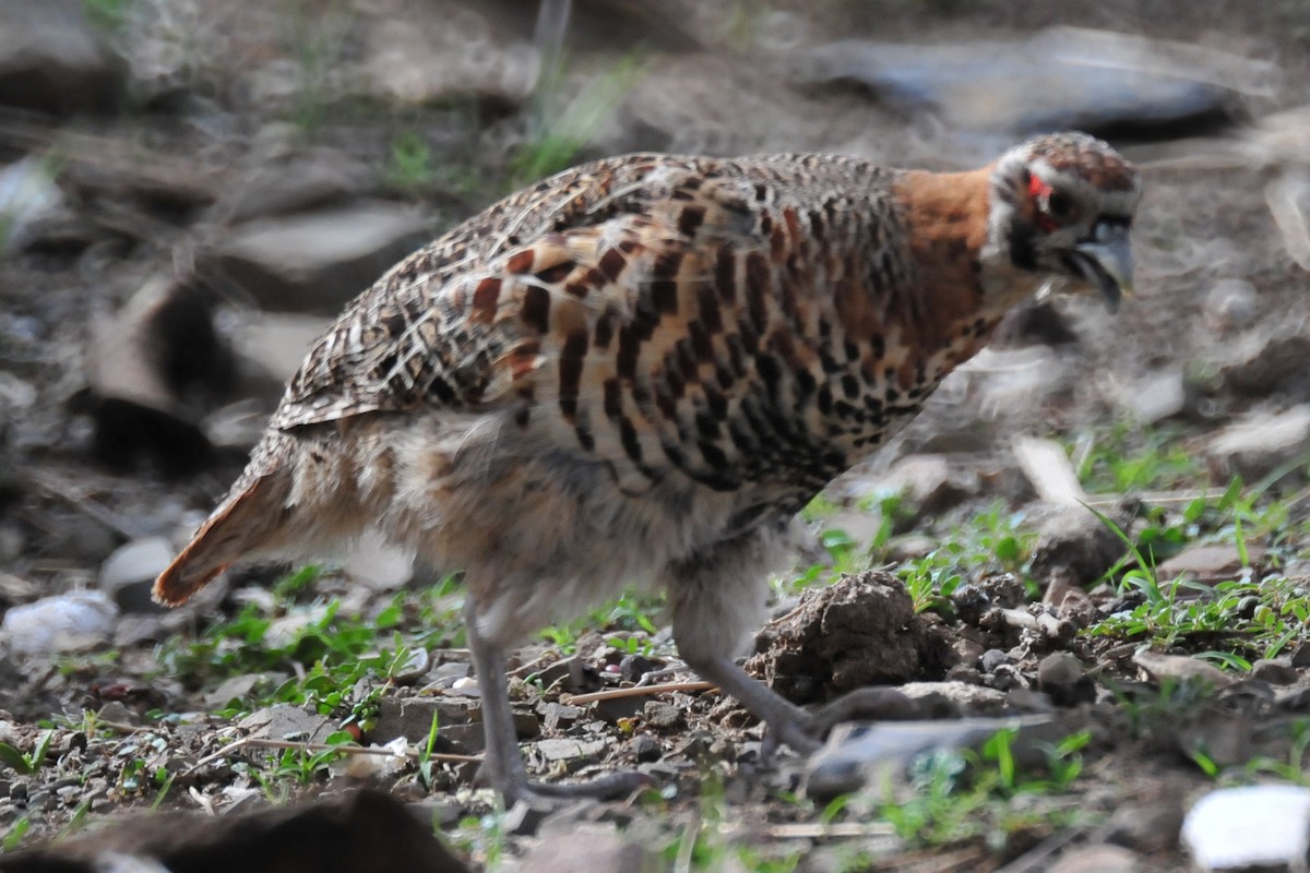 Tibetan Partridge - ML640479646