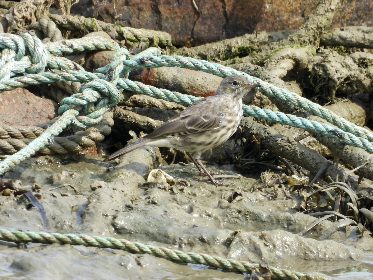 Rock Pipit - ML640479838