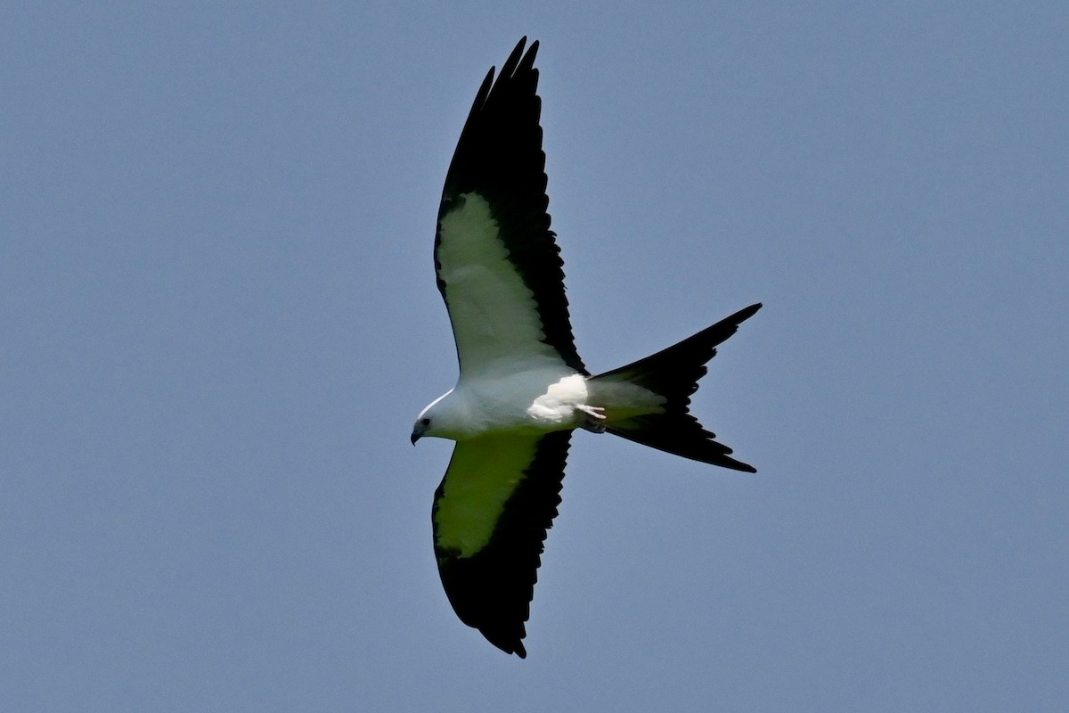 Swallow-tailed Kite - ML640479852